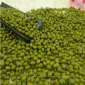 De alta qualidade feijão verde mungo, origem mongólia, bem embalar